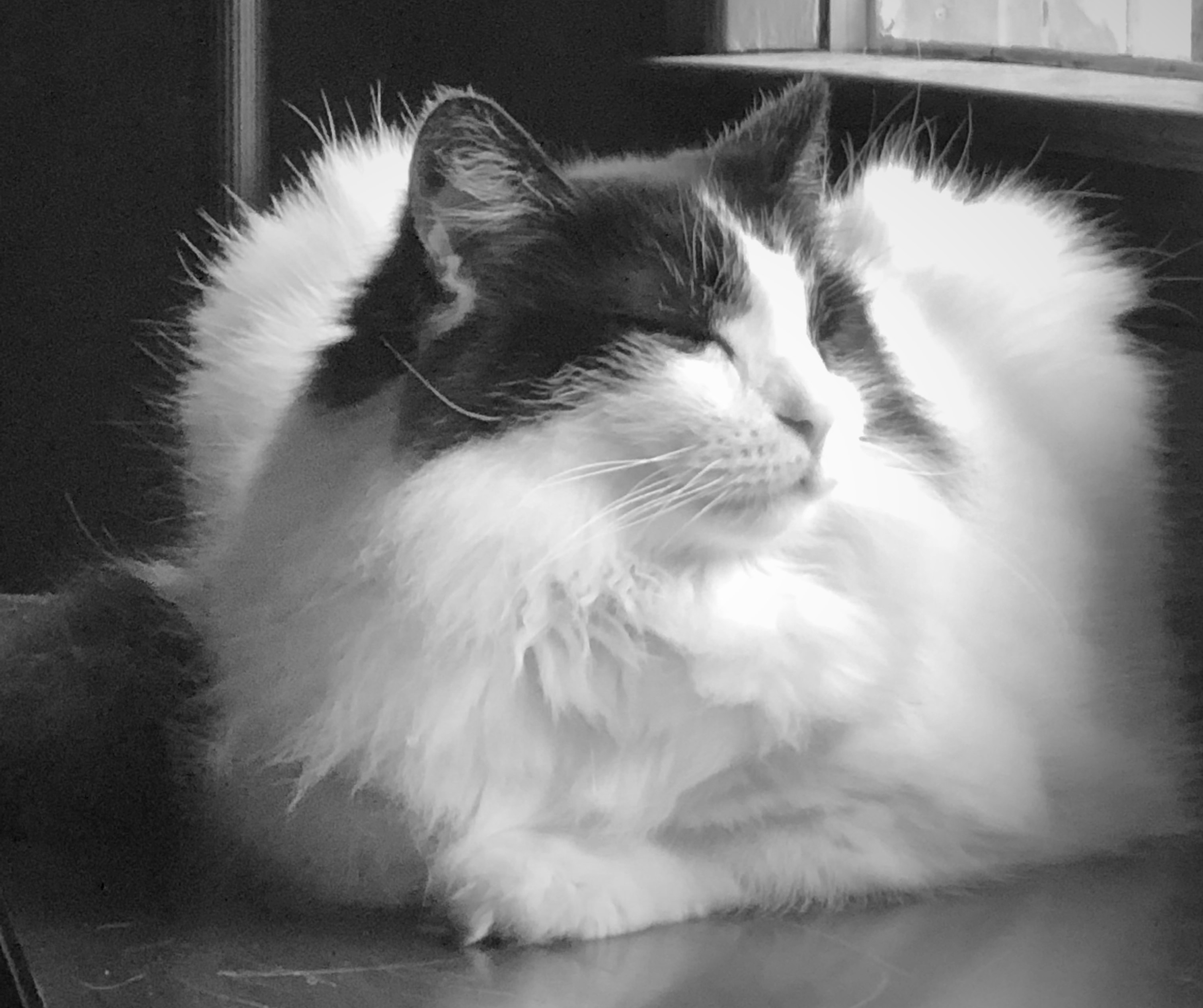 A cat